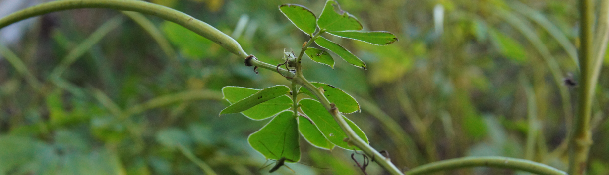 Research-weeds-banner-2